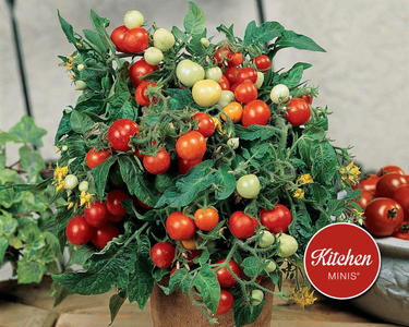 Micro Tom Tomato Seeds | Kitchen Minis